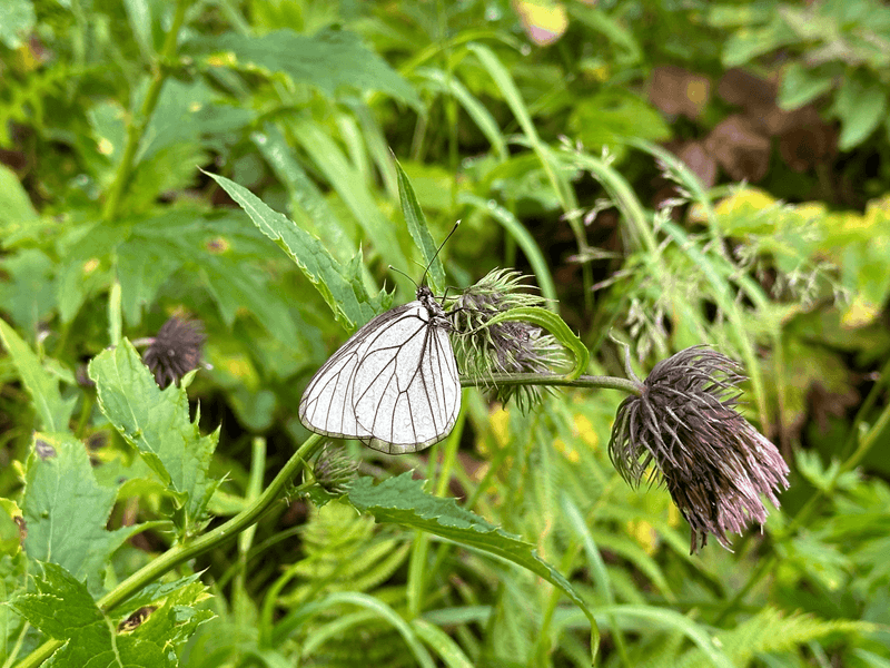 butterfly