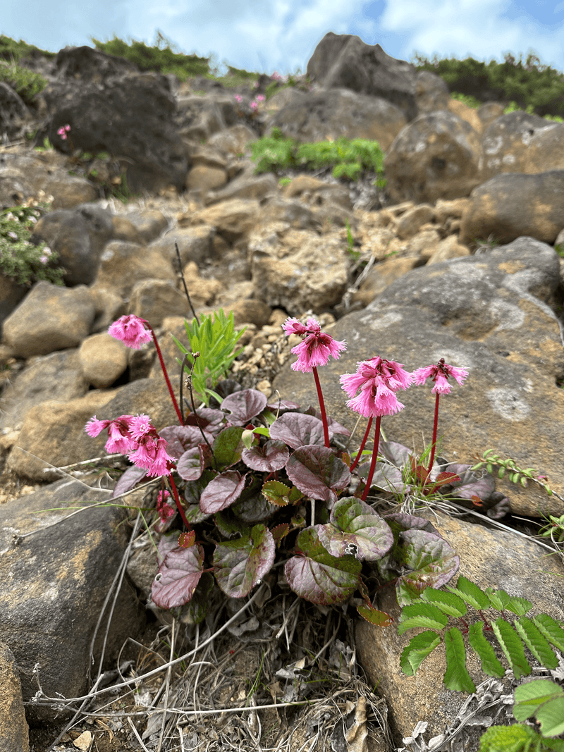 fringed galax