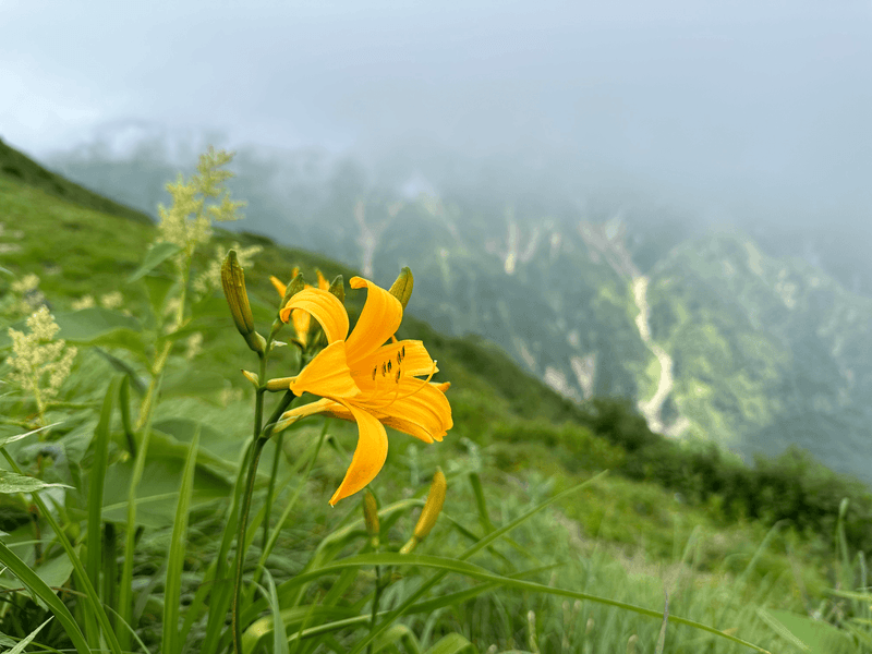 yellow flower