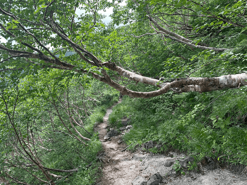 descent trail