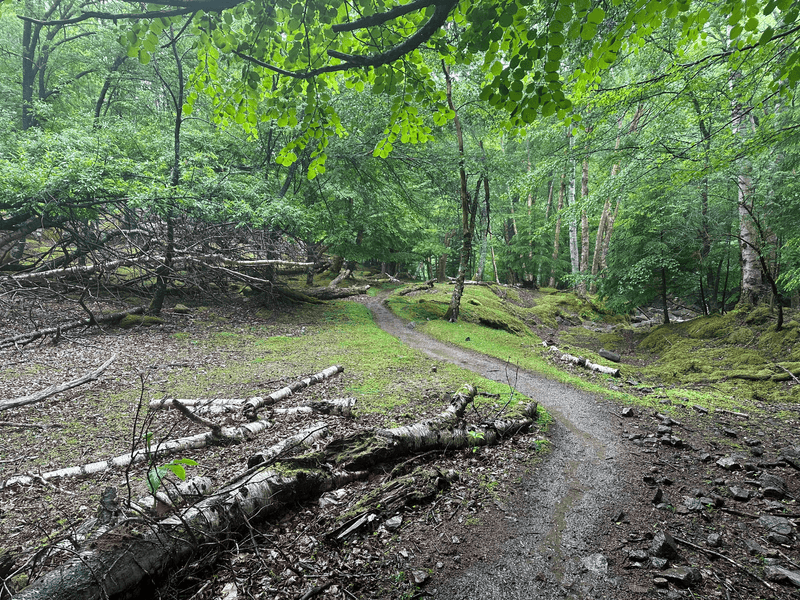 final trail